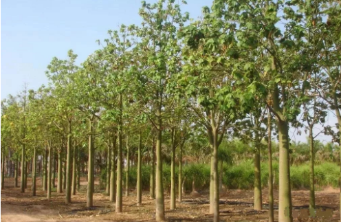 国产成人看片免费APP 国产成人看片免费APP