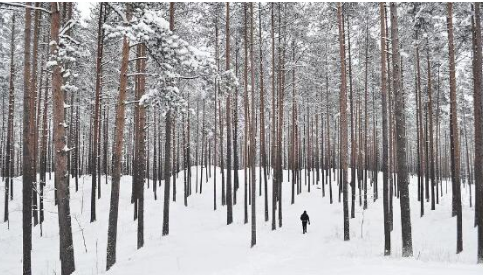 雪后园林苗木该如何管理？