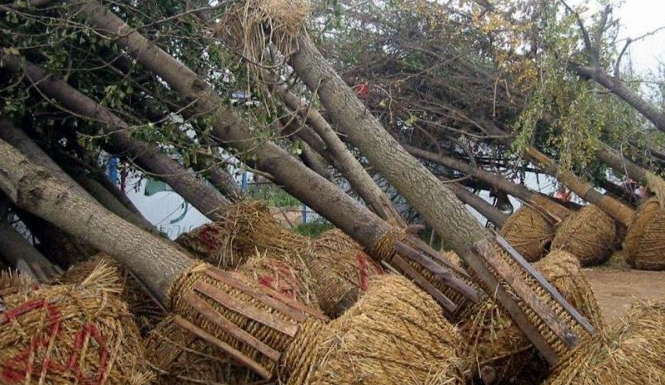 关于树木带土球挖掘标准 关于树木带土球挖掘标准