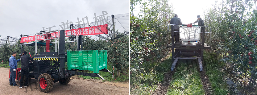 果园采摘平台帮您解决果园采摘难题 果园采摘平台帮您解决果园采摘难题