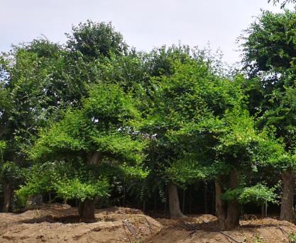 成人看片免费APP厂家告诉你果园打药机的打药时间