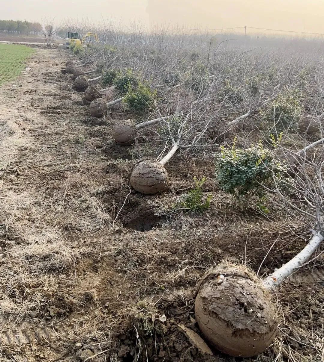 1704505500189209.jpg 河南许昌挖树.jpg