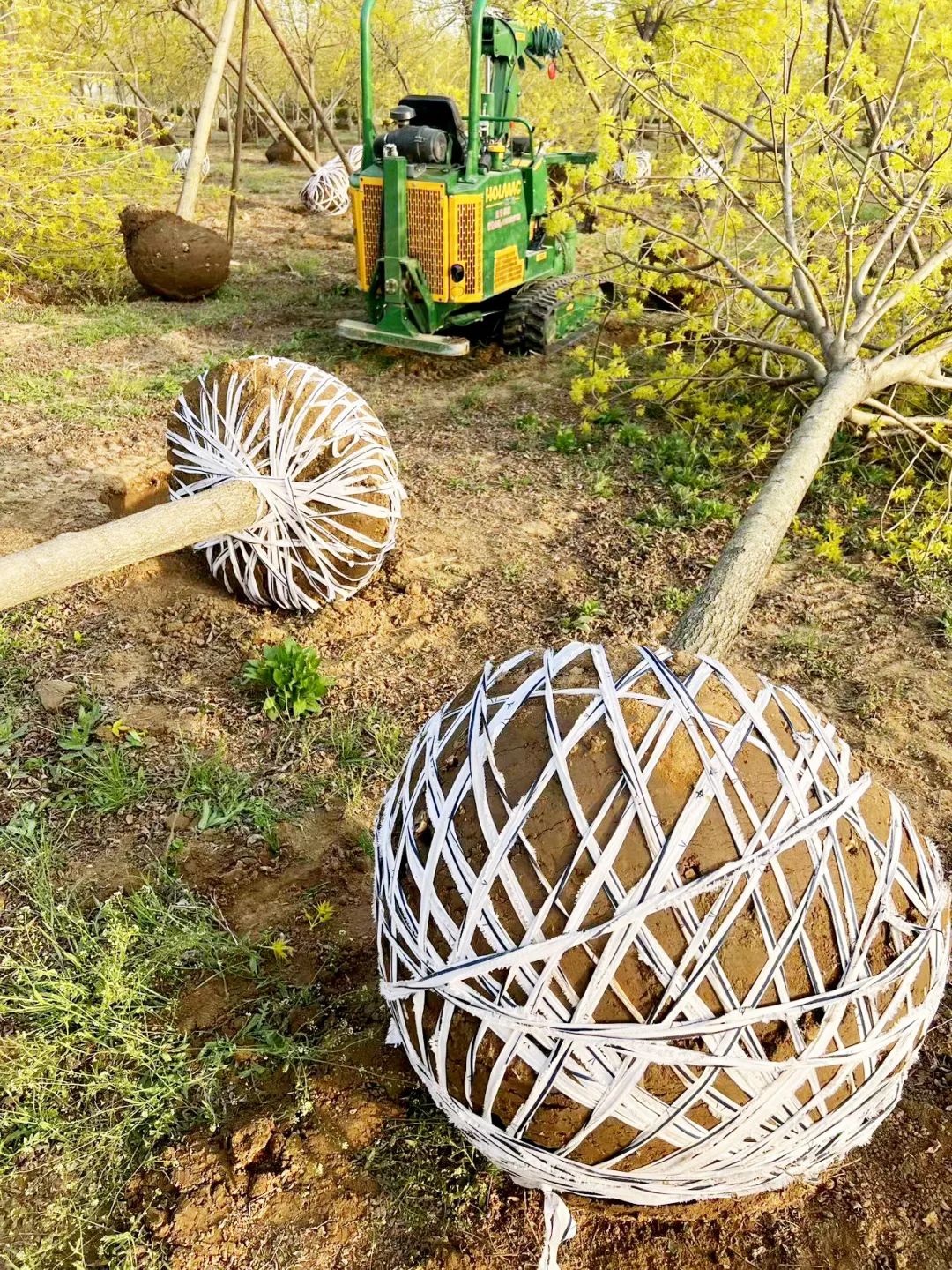 1704505601142650.jpg 雄安挖树.jpg