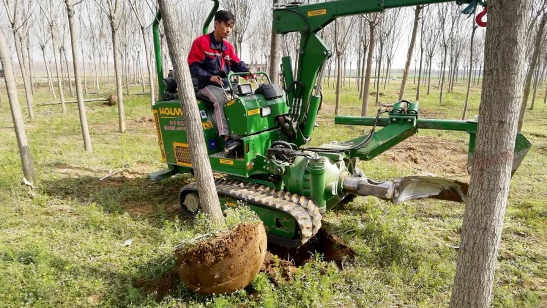 1704505631194086.jpg 河北挖树.jpg